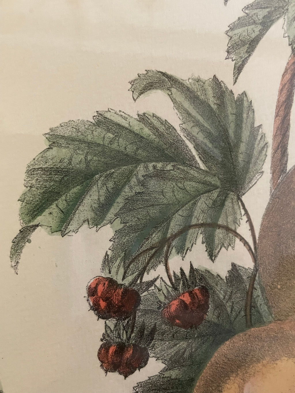Antique French Fruit Still Life Lithograph by A. Pascal, c. 1860's-1880's