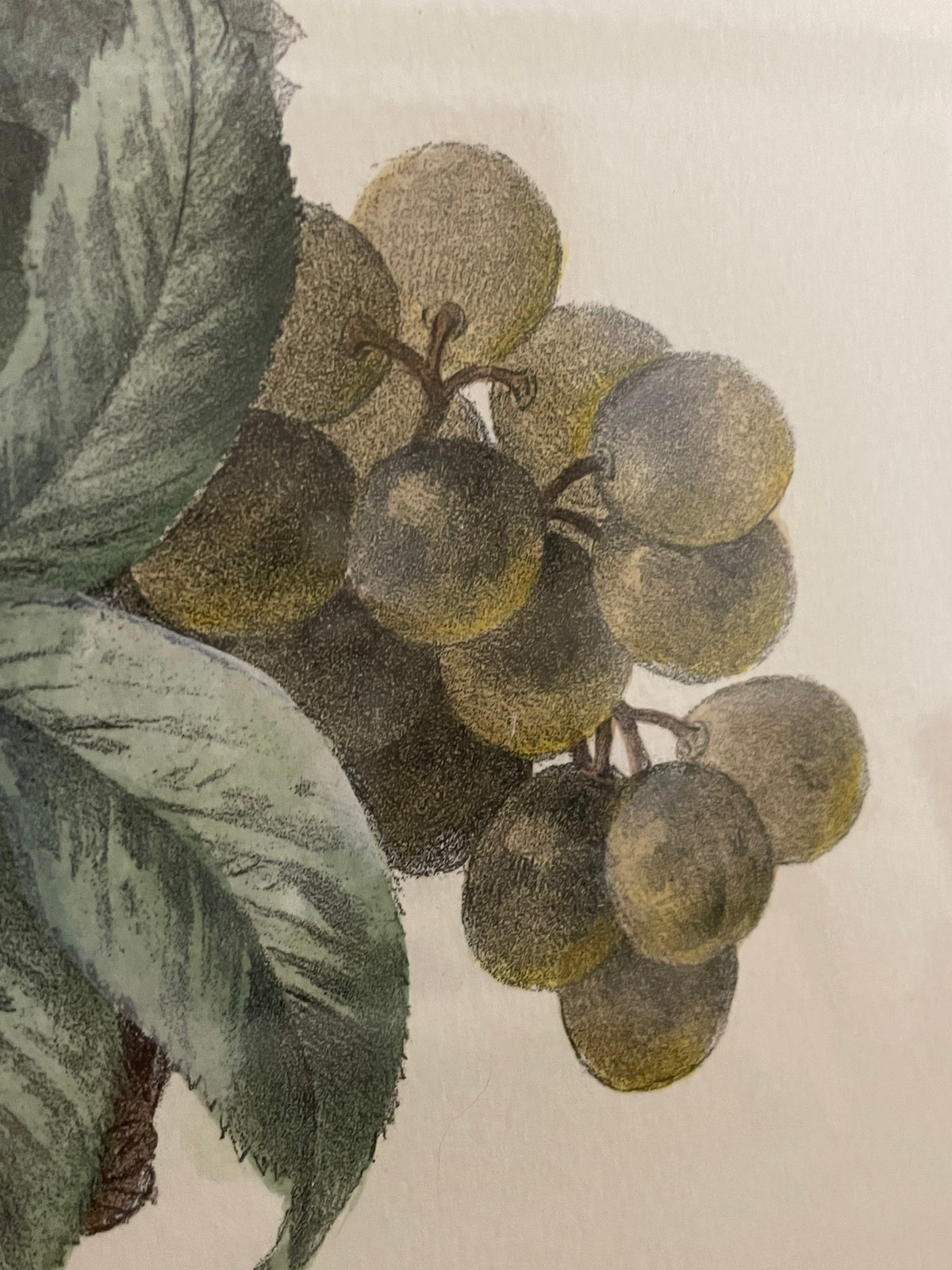Antique French Fruit Still Life Lithograph by A. Pascal, c. 1860's-1880's