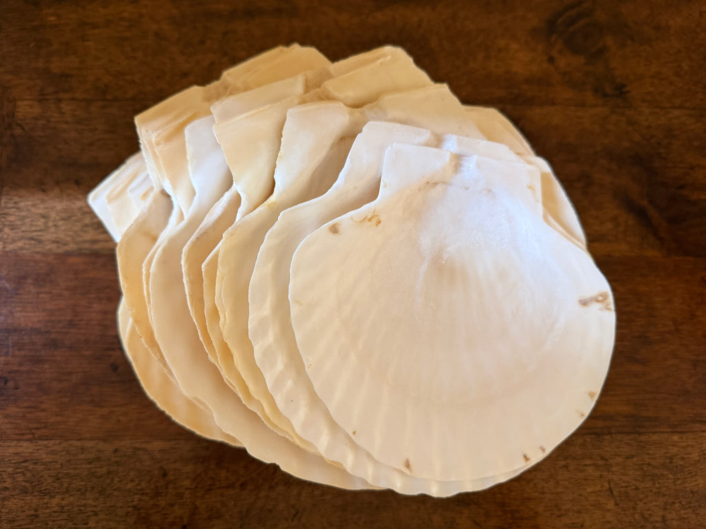 Vintage Set of 12 Natural Scallop Shells