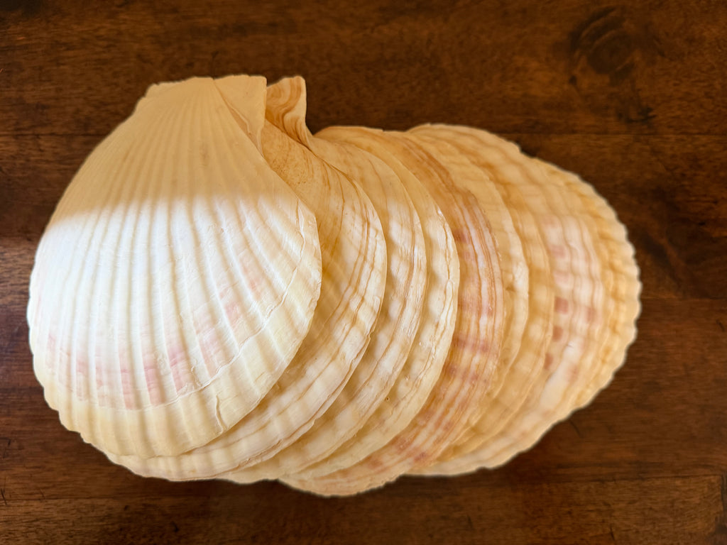 Vintage Set of 12 Natural Scallop Shells