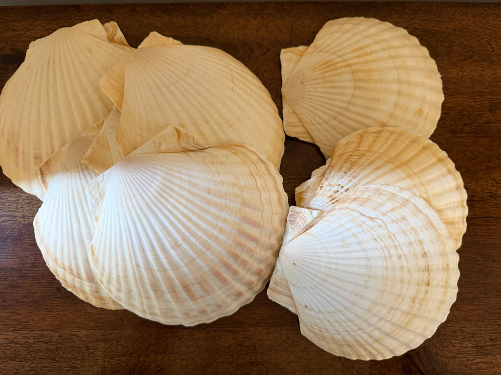 Vintage Set of 12 Natural Scallop Shells