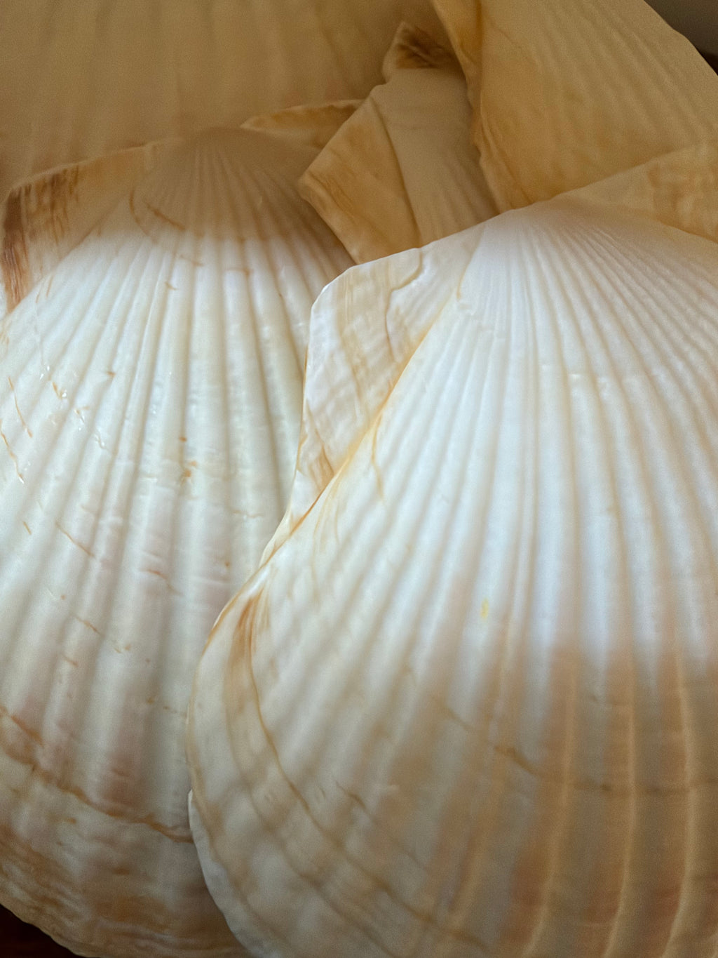 Vintage Set of 12 Natural Scallop Shells