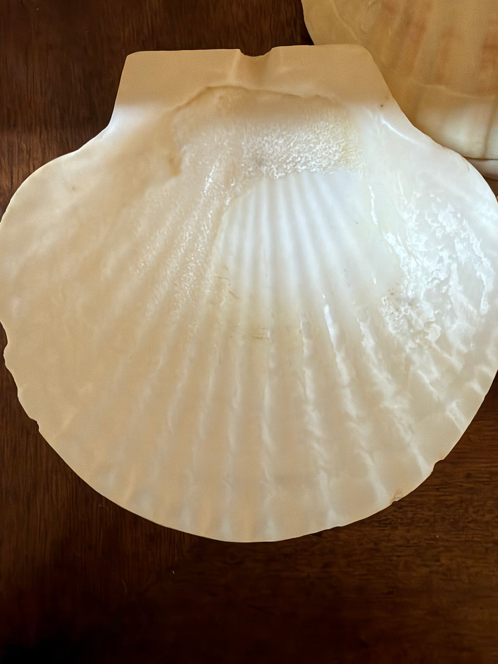 Vintage Set of 12 Natural Scallop Shells