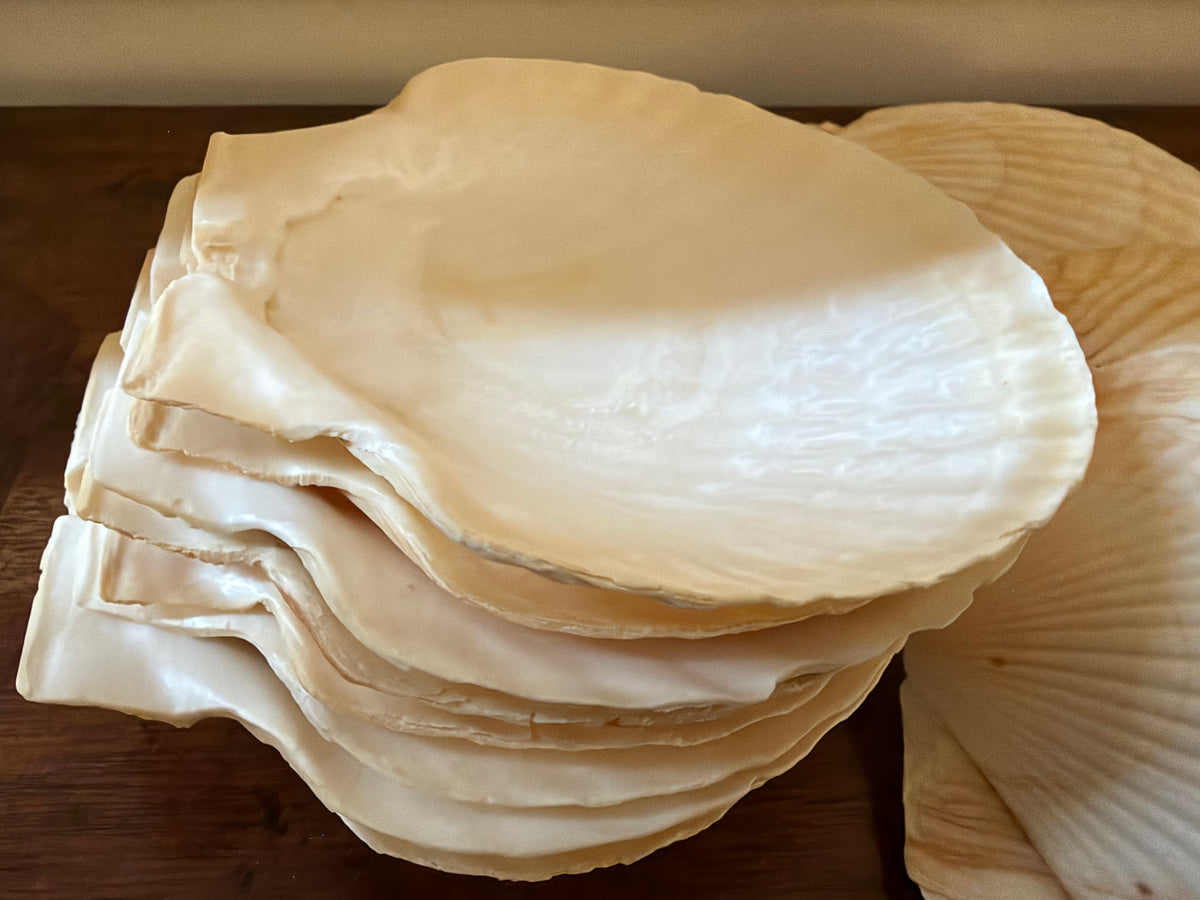 Vintage Set of 12 Natural Scallop Shells
