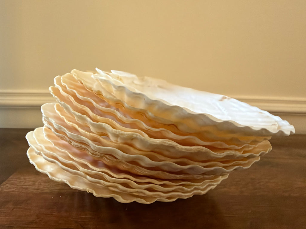 Vintage Set of 12 Natural Scallop Shells