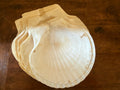 Vintage Set of 12 Natural Scallop Shells