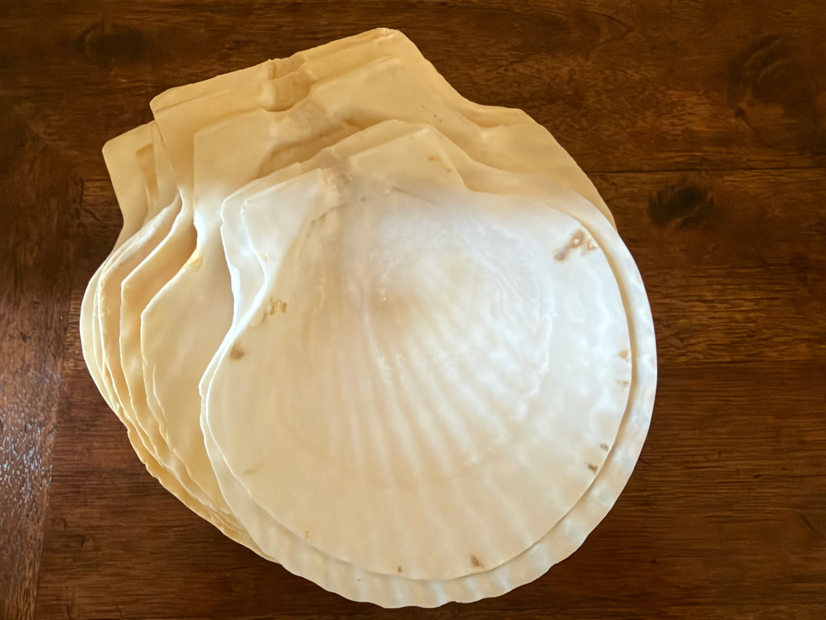 Vintage Set of 12 Natural Scallop Shells