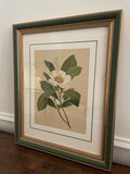 1882 Isaac Sprague White Bay Botanical Chromolithograph