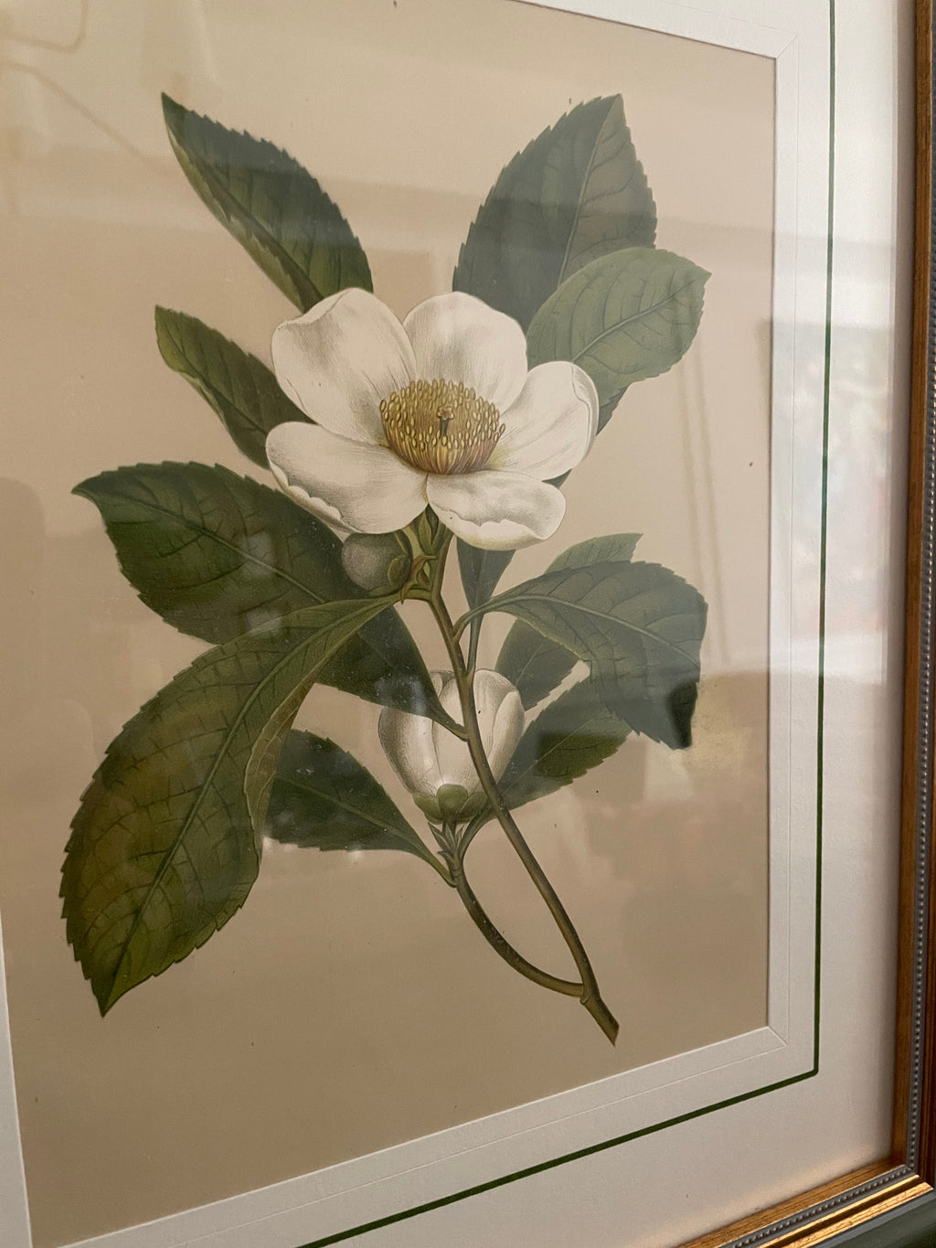 1882 Isaac Sprague White Bay Botanical Chromolithograph