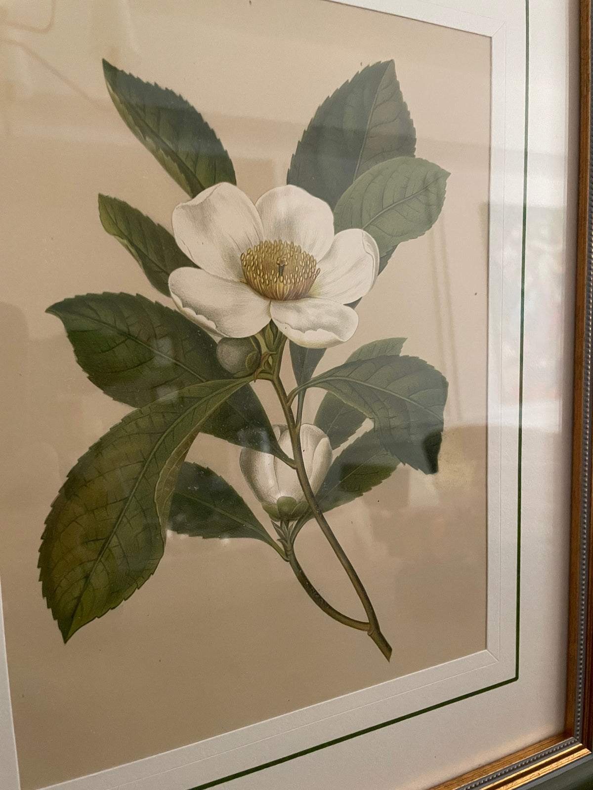1882 Isaac Sprague White Bay Botanical Chromolithograph