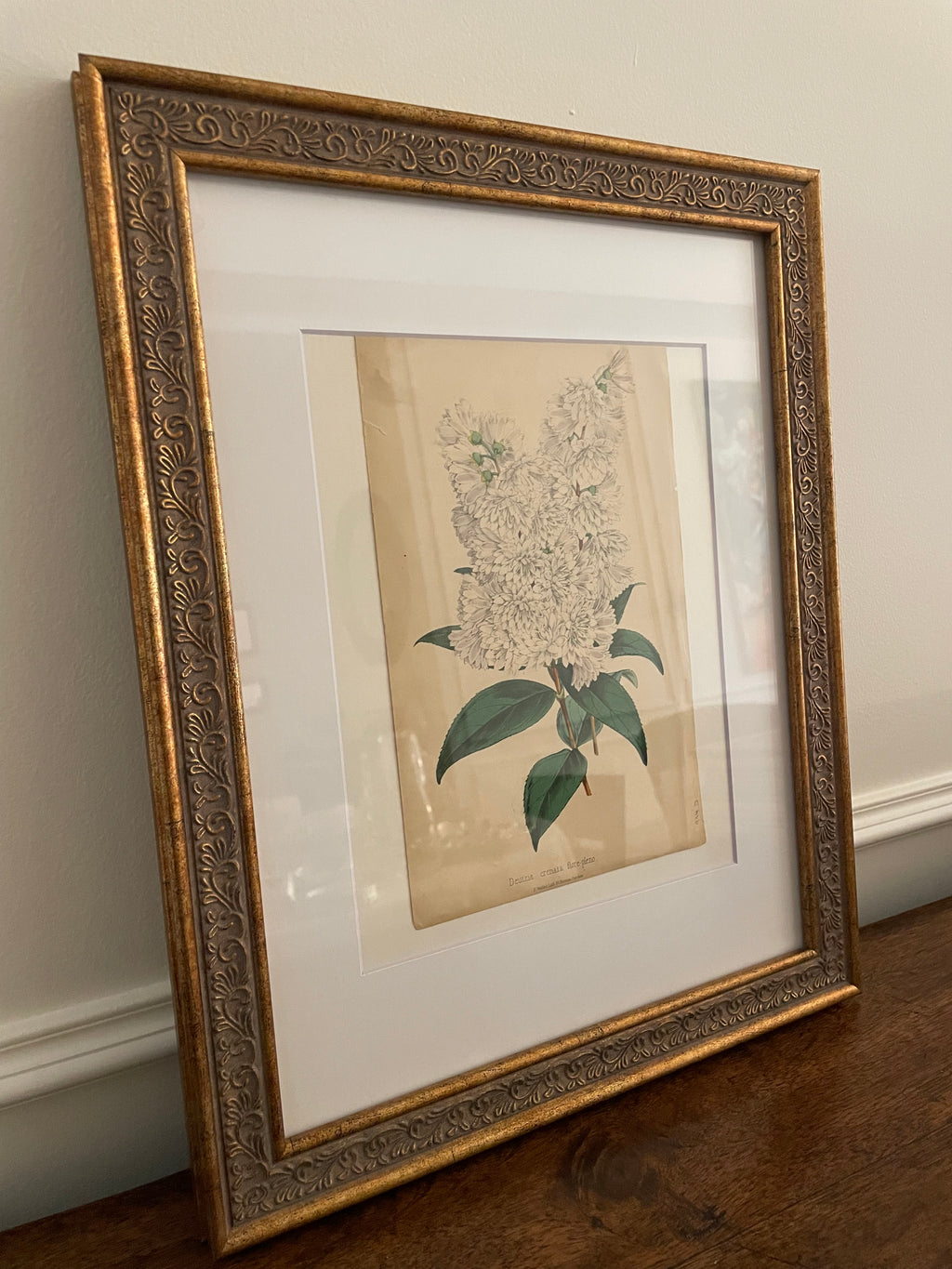 19th-Century British Hand-Colored Deutzia Lithograph