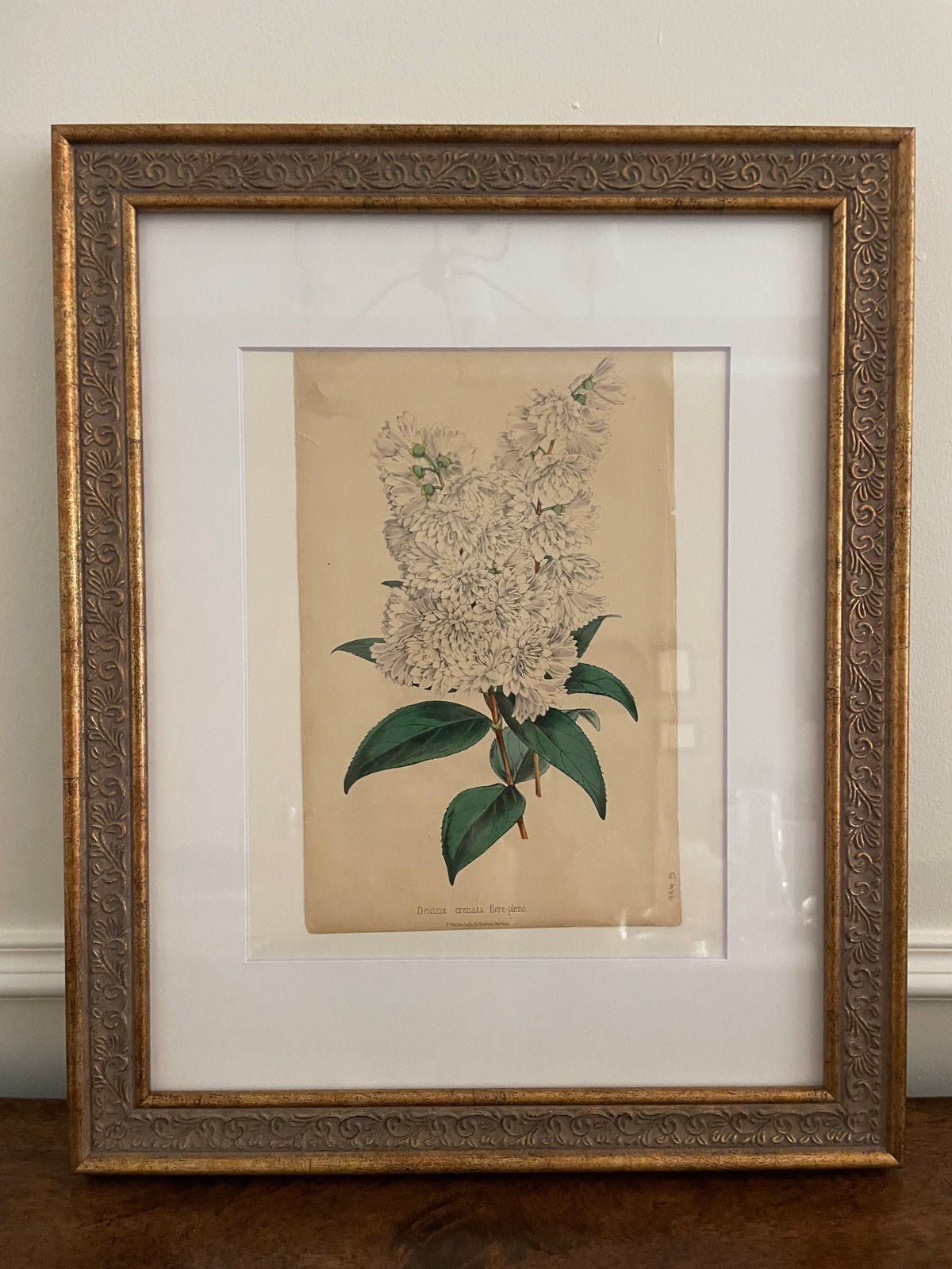 19th-Century British Hand-Colored Deutzia Lithograph