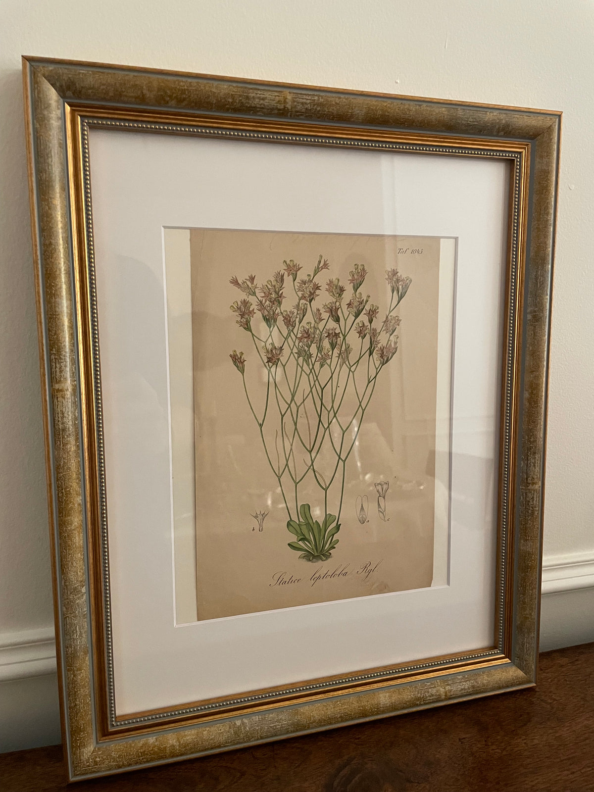 1881 German Hand-Colored Statice Botanical Lithograph
