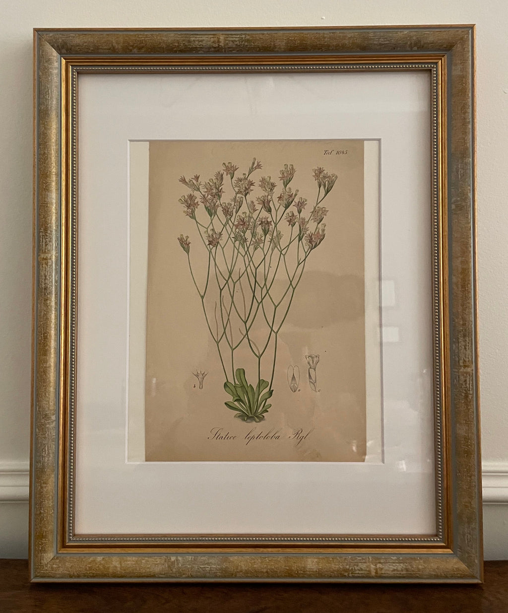 1881 German Hand-Colored Statice Botanical Lithograph