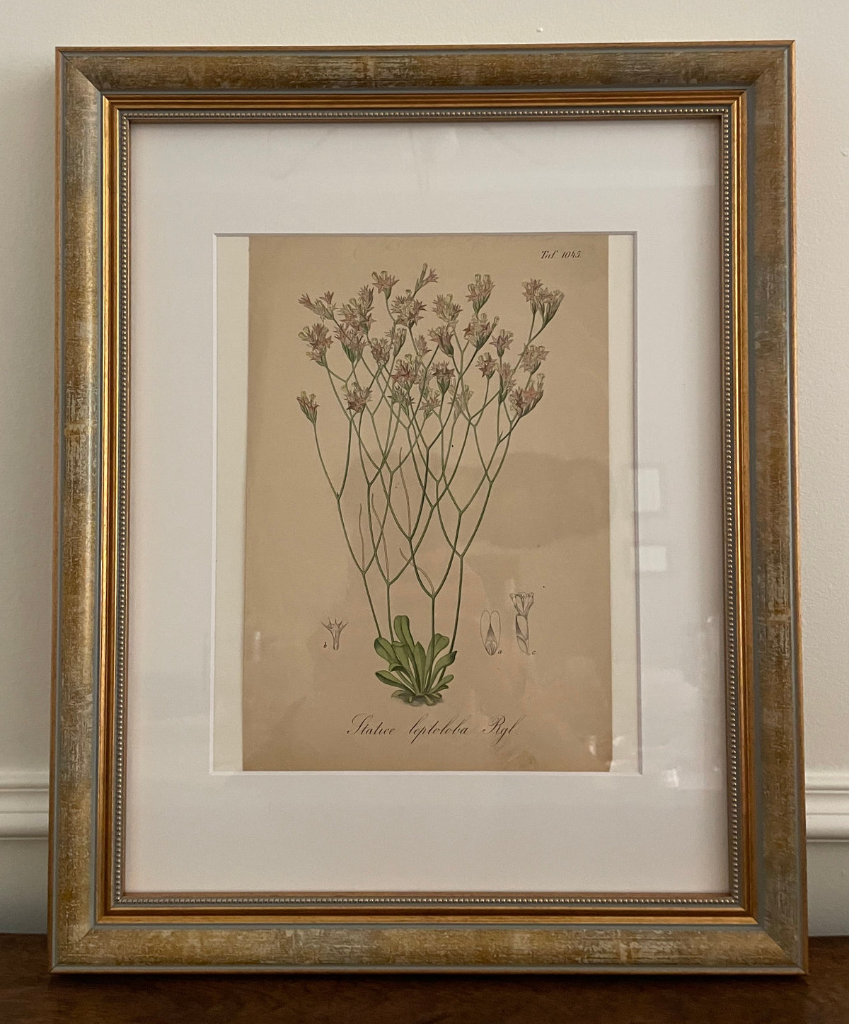 1881 German Hand-Colored Statice Botanical Lithograph