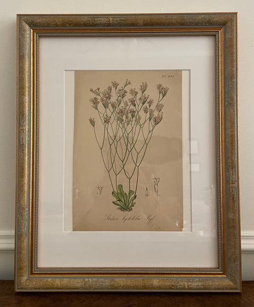 1881 German Hand-Colored Statice Botanical Lithograph